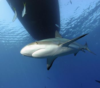 Carribean Reef Shark beneath boat at Runway New Providenc... by Victoria Collins 
